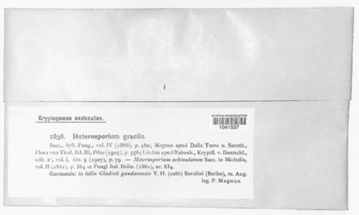 Cladosporium iridis image